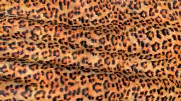 White Skin Leopard Motion Background Canvas Ripples — Stock Video