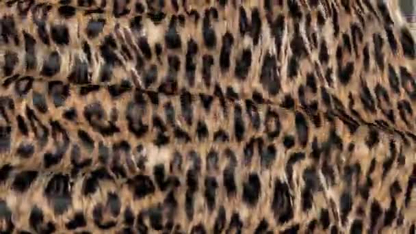 Pele Branca Leopardo Movimento Fundo Das Ondulações Lona — Vídeo de Stock