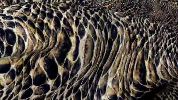 蛇色织物的波浪 抽象3D 纹理的运动 — 图库视频影像