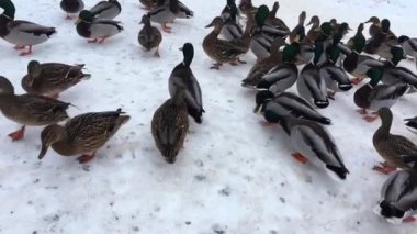 Donmuş suda karda vahşi ördekler. Kış bekleyen kuşlar. 