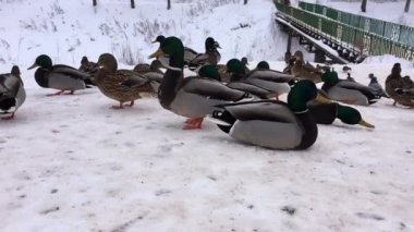 Donmuş suda karda vahşi ördekler. Kış bekleyen kuşlar. 