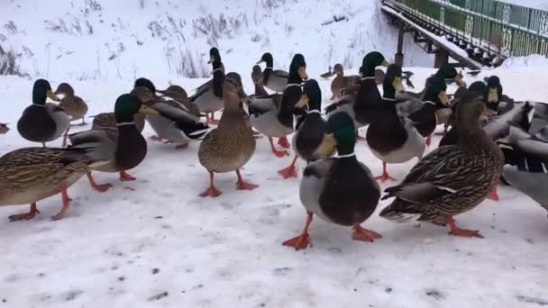 凍った水の中の雪の中の野生のアヒル 冬を待っている鳥 — ストック動画