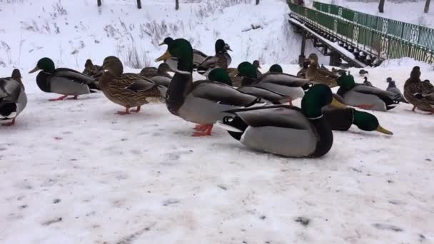 Patos Salvajes Nieve Agua Congelada Aves Esperando Invierno — Vídeo de stock