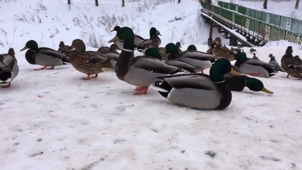 凍った水の中の雪の中の野生のアヒル 冬を待っている鳥 — ストック動画