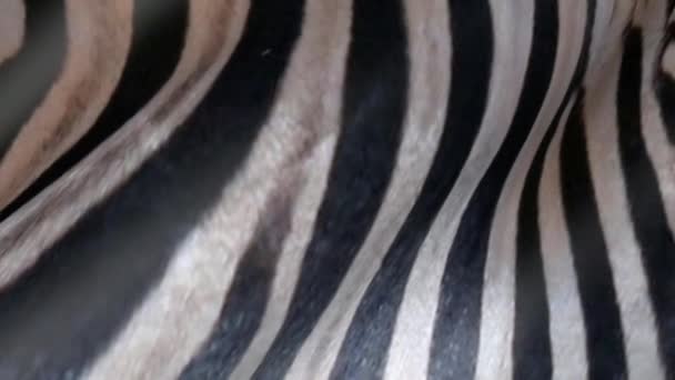 Pelle Zebra Animata Astratto Zebre Fondo Lana — Video Stock