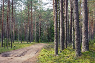 Çam ormanları güzel.