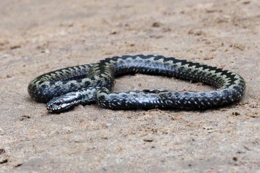 Yaralı Vipera berus puflama.