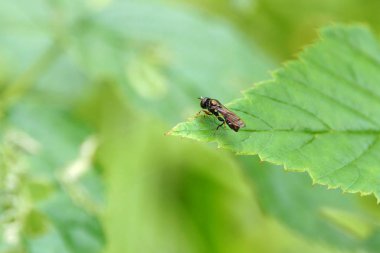 Yakın mesafeden doğa.