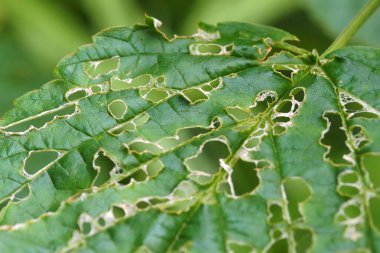 Yakın mesafeden doğa.