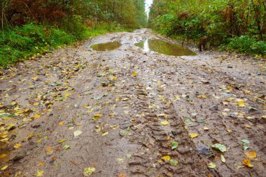 Sonbahar yağmur ve kayıp köpek sonra kötü orman yolu.