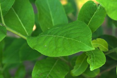 Yakın mesafeden doğa.