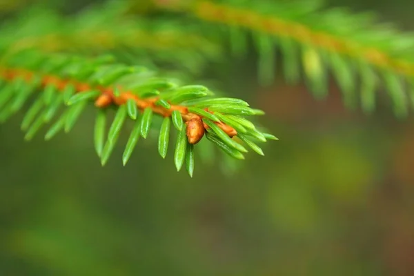 Ramo de macro abeto verde . — Fotografia de Stock