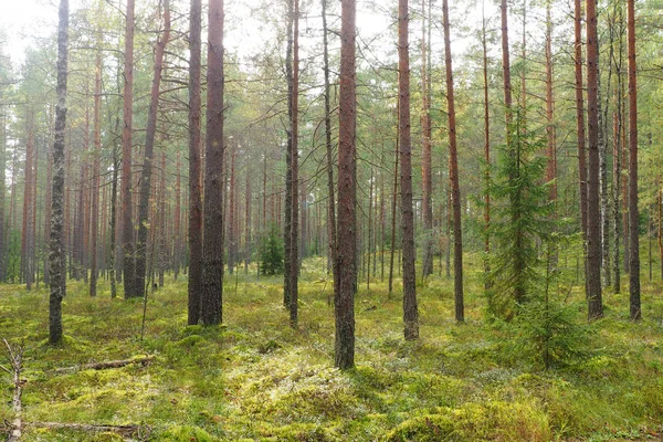 소나무 숲이 아름 다운. — 스톡 사진