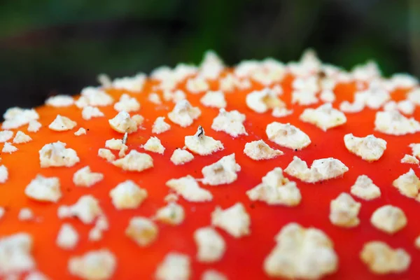 Amanita muscaria jest piękne makro. — Zdjęcie stockowe