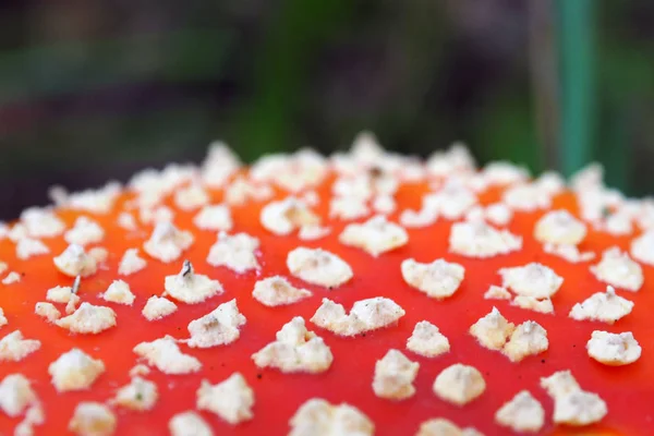 Amanita muscaria ist ein wunderschönes Makro. — Stockfoto