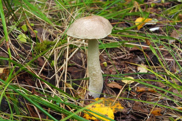 Champignons laitiers comestibles poussant dans la forêt . — Photo