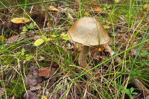 Edible milk mushrooms growing in the forest. — Stock Photo, Image