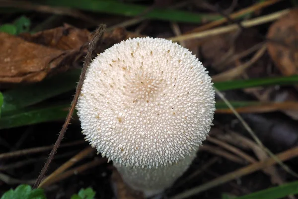 Young white mushroom toadstool macro. — Stock Photo, Image