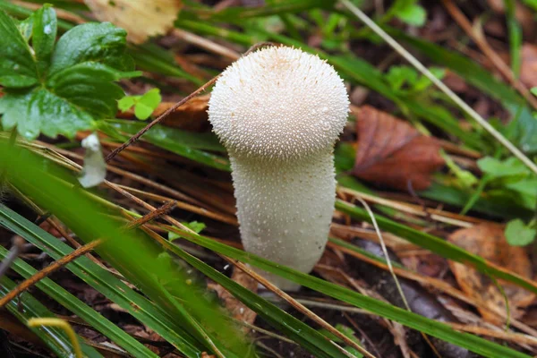 Young white mushroom toadstool macro. — Stock Photo, Image