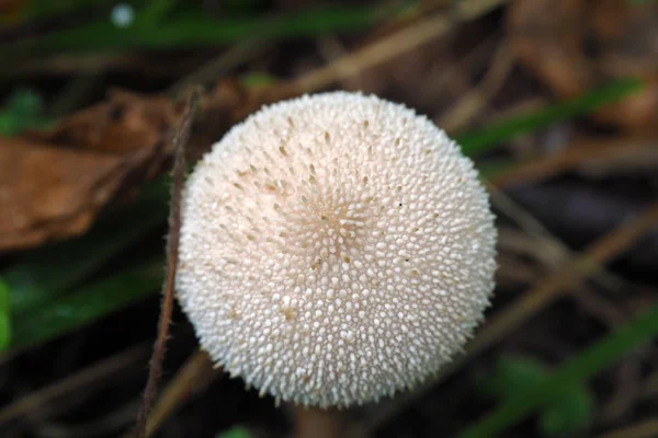 Jeune crapaud champignon blanc macro . — Photo