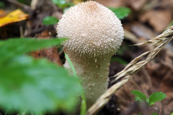 Young white mushroom toadstool macro. — Stock Photo, Image