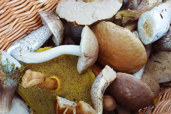고리 버들 세공 바구니에 버섯은 식용. — 스톡 사진