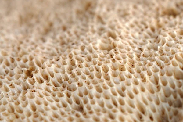 Background of flesh of the mushroom cap. — Stock Photo, Image