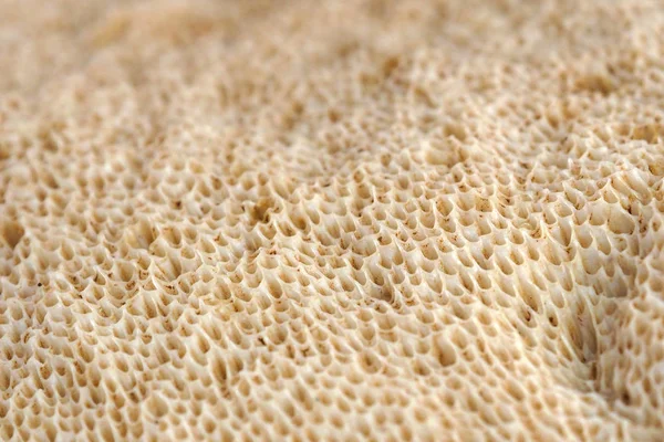 Background of flesh of the mushroom cap. — Stock Photo, Image