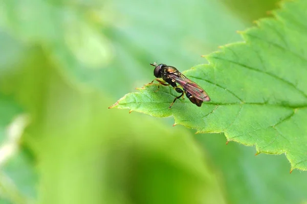 Natureza a curta distância . — Fotografia de Stock