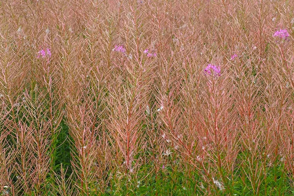 Vissna blommor Mjölkört Epilobium i skogen med ovanliga former. — Stockfoto