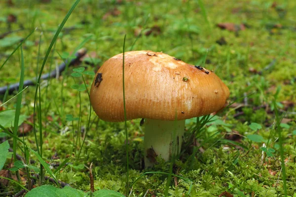 Mushroom Boletus hiding. — Stock Photo, Image