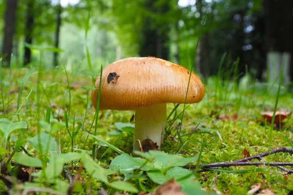 Mushroom Boletus hiding. — Stock Photo, Image