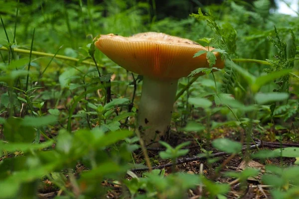 Mushroom Boletus hiding. — Stock Photo, Image