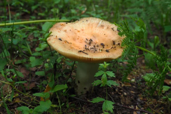 Champignon Bolet se cachant . — Photo