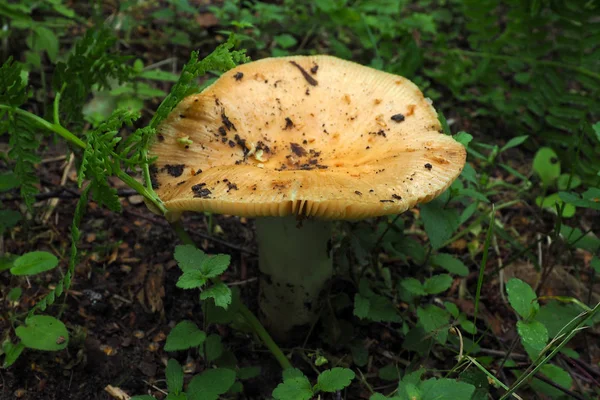 Boletus hongo escondido . — Foto de Stock