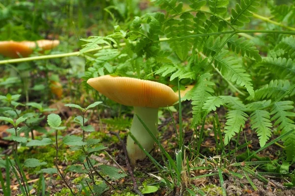 Boleto de cogumelo escondido . — Fotografia de Stock