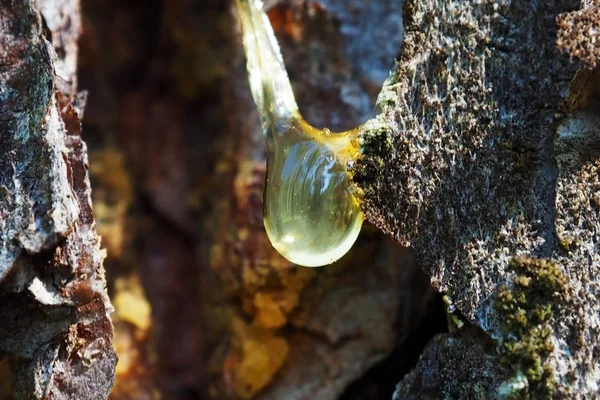 Resina di pino scorre attraverso la corteccia del tronco . — Foto Stock