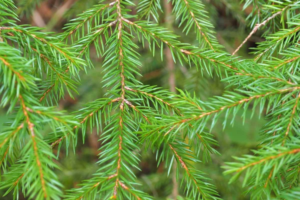 Branch of green fir macro. Royalty Free Stock Images