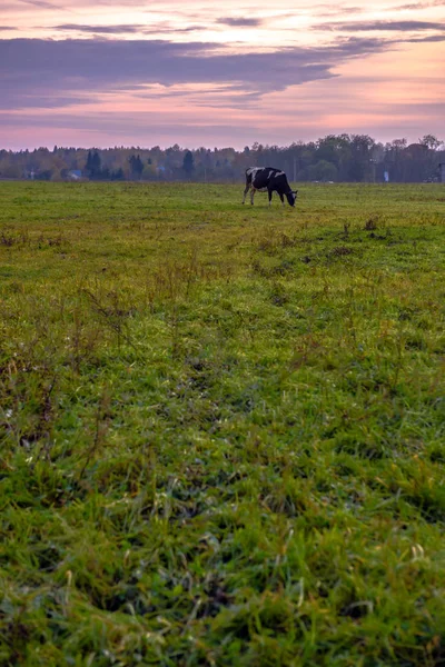 Vaca rural de pastoreo en un prado al atardecer . —  Fotos de Stock