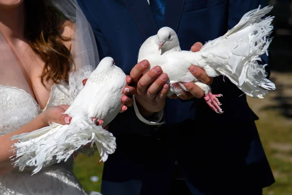 Piccioni bianchi nelle mani degli sposi novelli . — Foto Stock