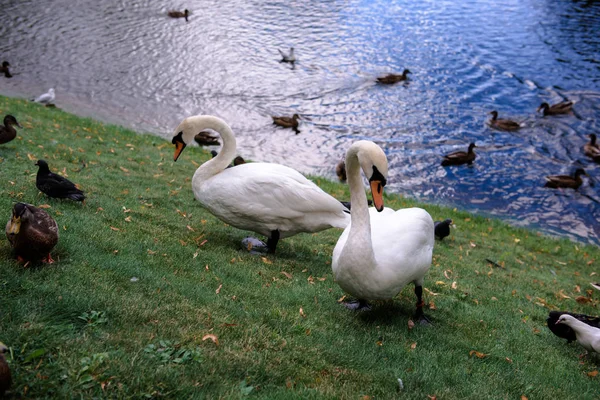 Passeio de pássaros no parque da cidade . — Fotografia de Stock