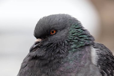 Bir gri kentsel güvercin.