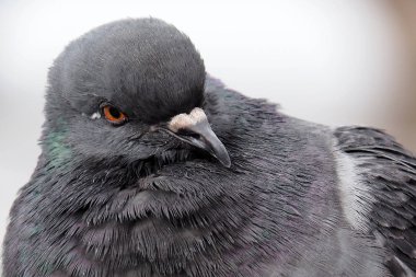 Bir gri kentsel güvercin.