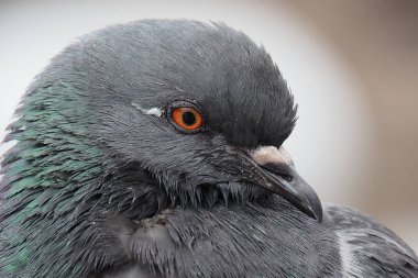 Bir gri kentsel güvercin.