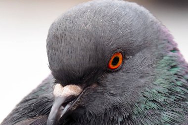 Bir gri kentsel güvercin.