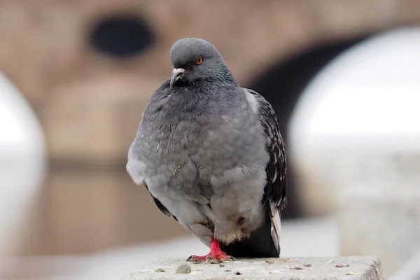 鳩の灰色の都市. — ストック写真