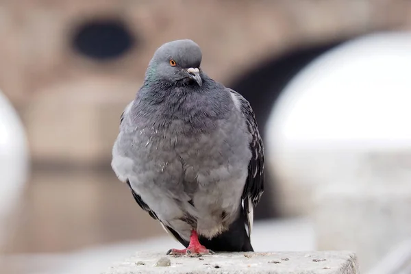 Bir gri kentsel güvercin. — Stok fotoğraf