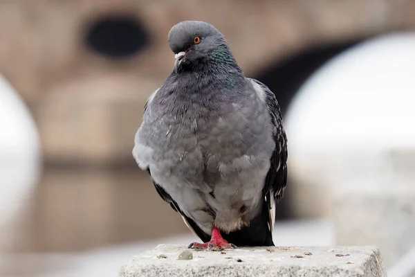 鳩の灰色の都市. — ストック写真