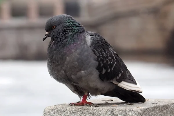 鳩の灰色の都市. — ストック写真