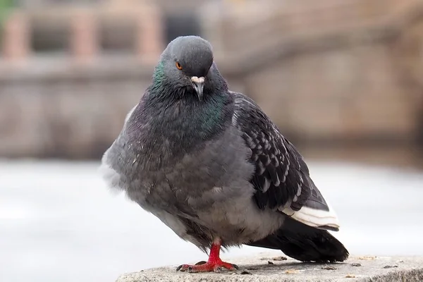 Taube eine graue Stadt. — Stockfoto